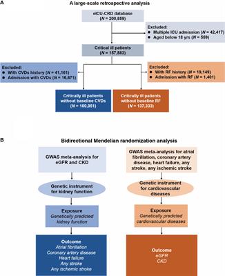 Kidney function and cardiovascular diseases: a large-scale observational and Mendelian randomization study